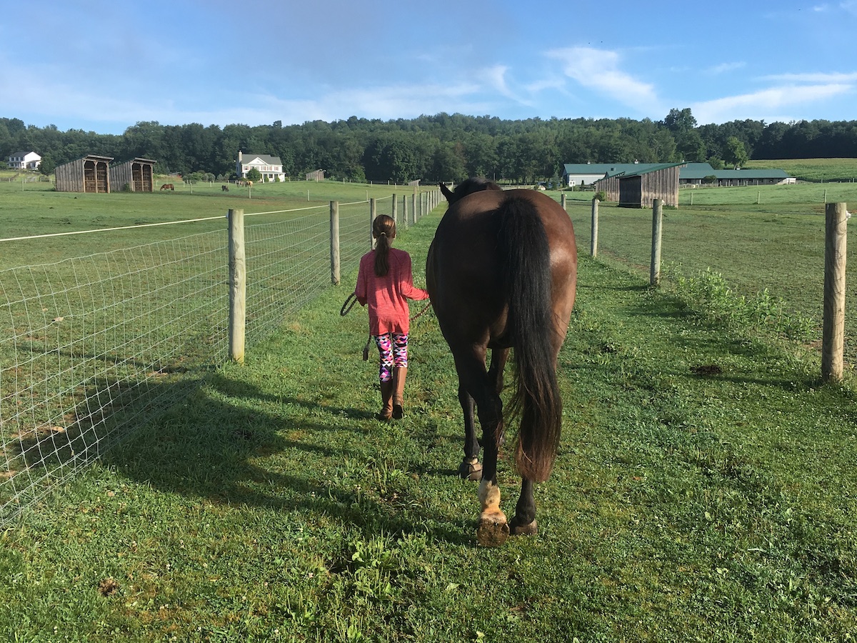 retrieving our horse